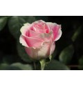 ΤΡΙΑΝΤΑΦΥΛΛΑ ΡΟΖ 50εκ. ROSEN  ROSITA VENDELA 50cm